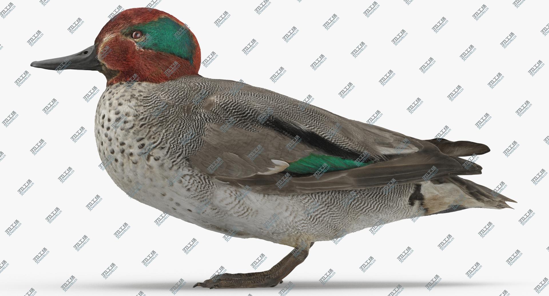 images/goods_img/202104022/Eurasian Teal ( Anas Crecca ) Male 01 3D model/5.jpg